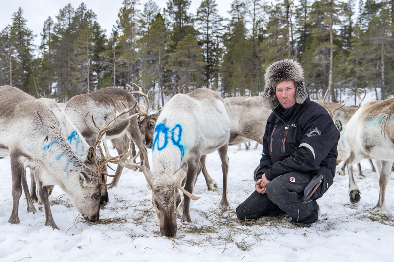 Osmo Seurujärvi with his reindeer.